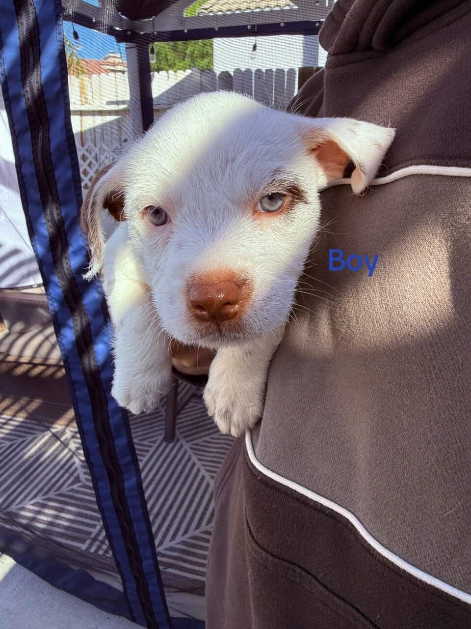 Puppies for sale image 3