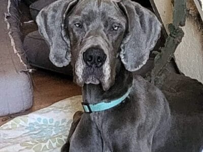 Great dane needs home