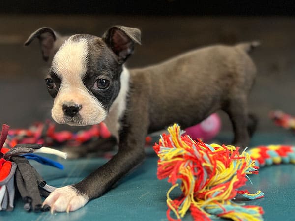 Boston Terrier Puppies image 2