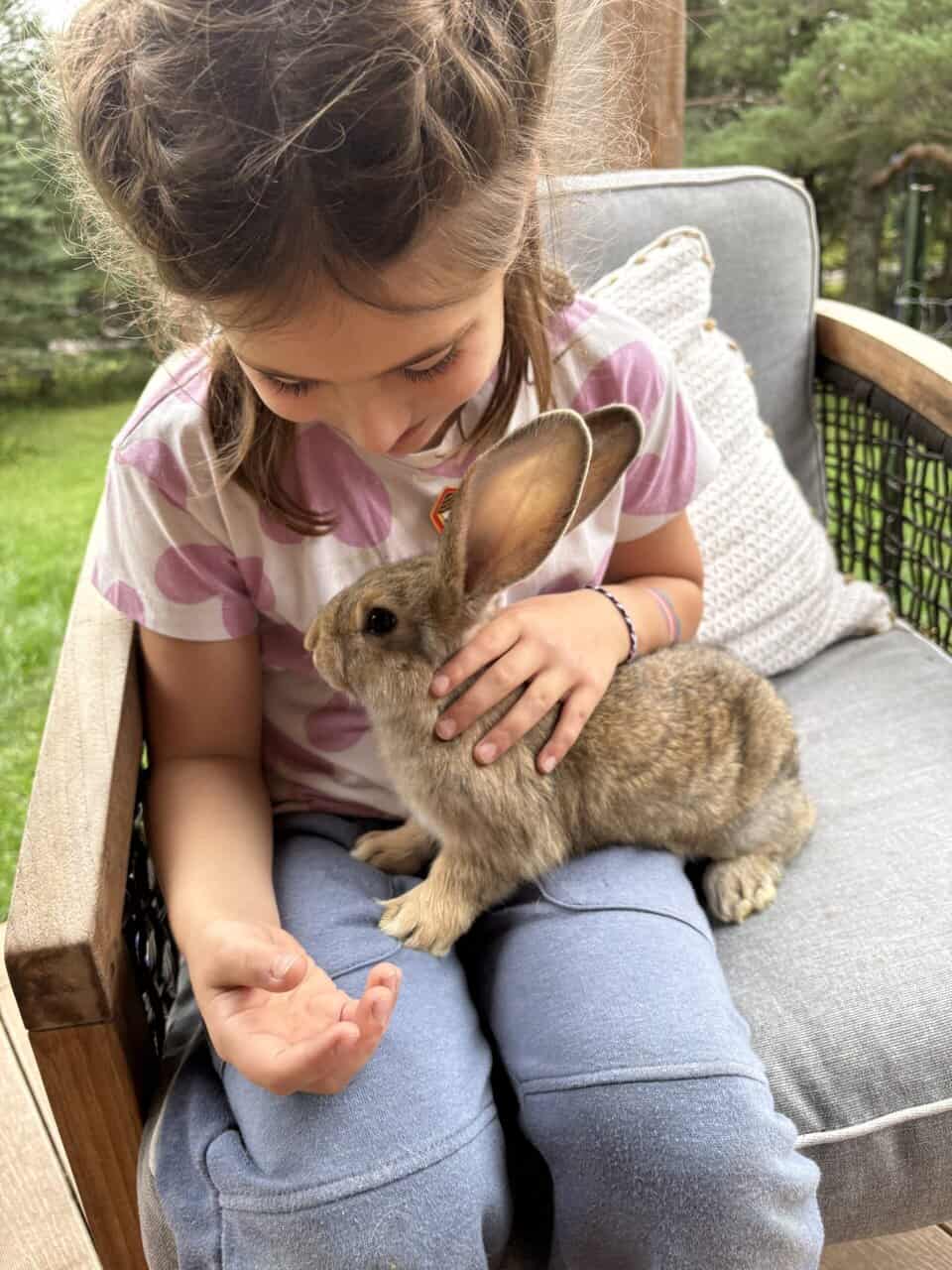 Flemish Giant Babies image 3