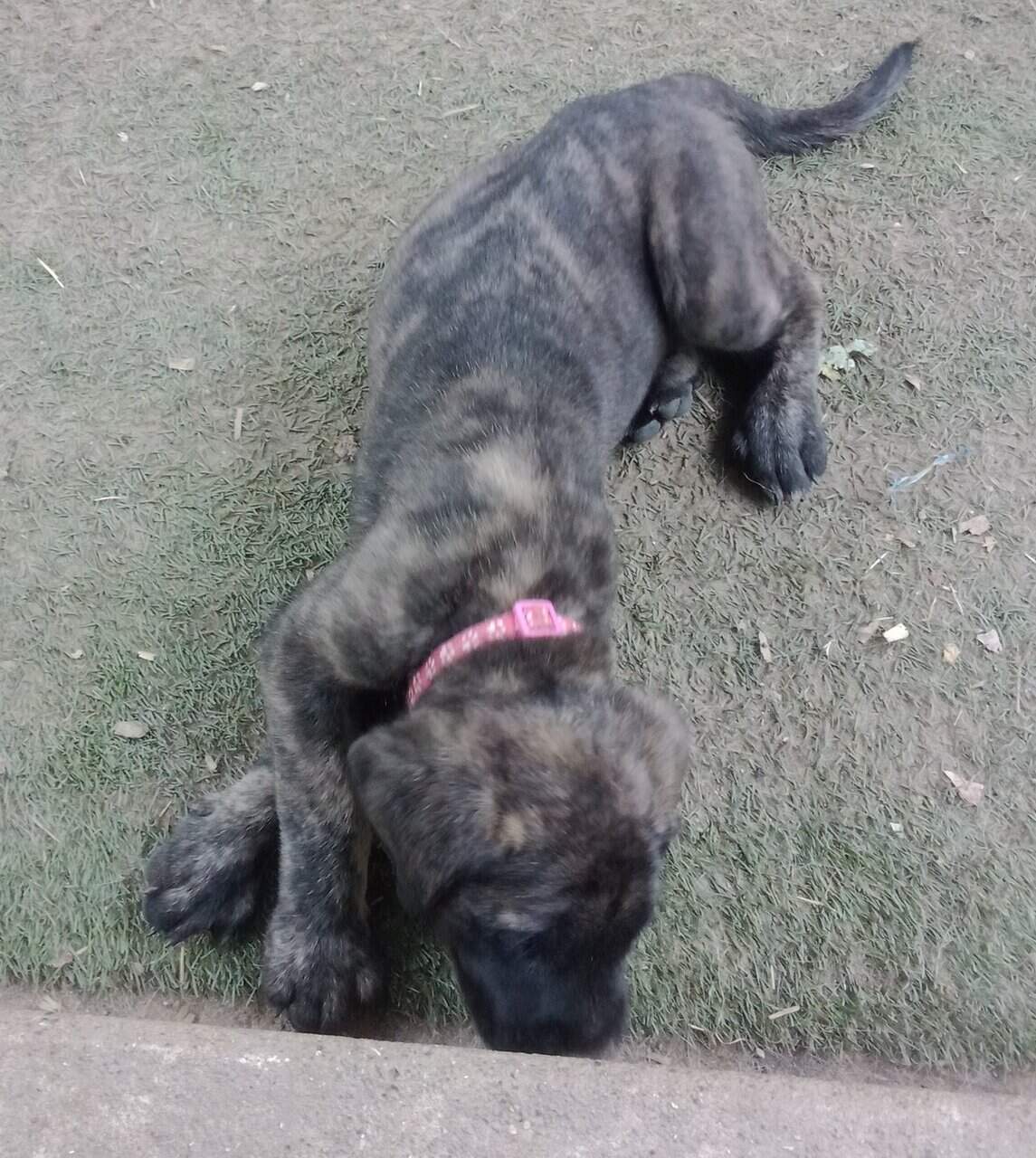 AKC English Mastiff image 4