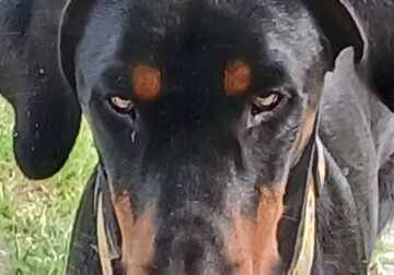 Male 18 month old Doberman