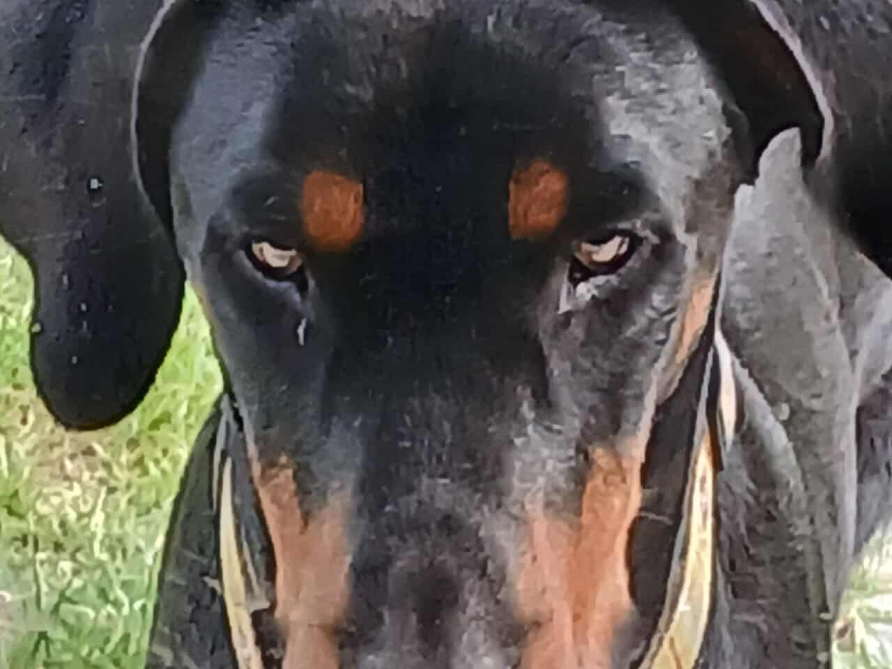 Male 2 year old Doberman image 1