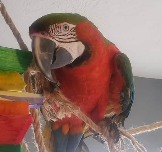 Harlequin Macaw for Sale image 1