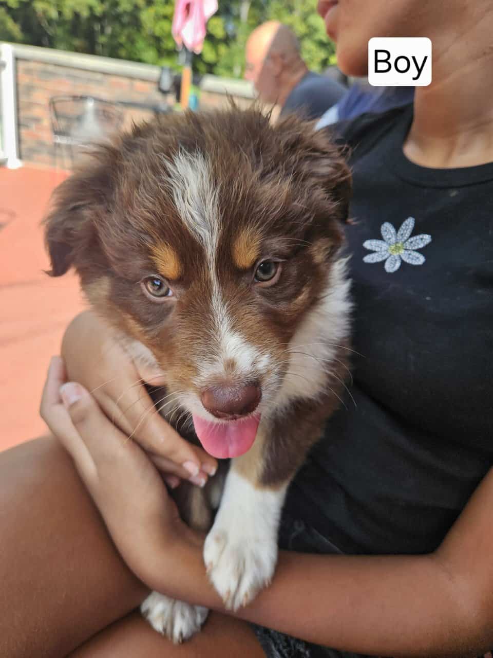 Aussie pups image 2