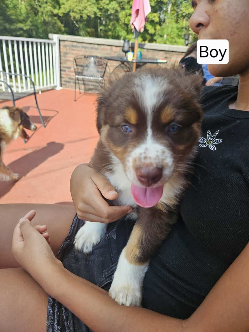 Aussie pups image 1