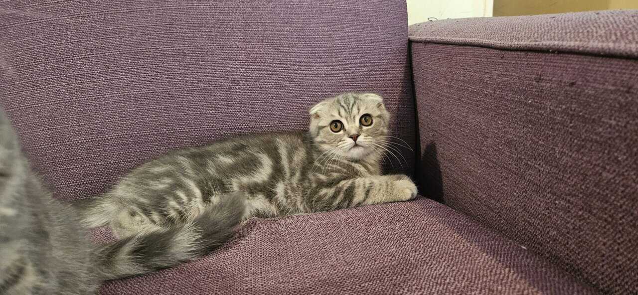 Scottish Fold/Straight cats for sale image 15
