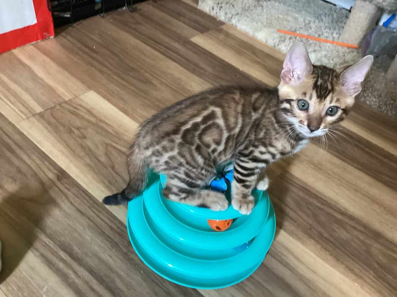 Purrr-n’s Wild Kingdom Exotic. YKittens image 12