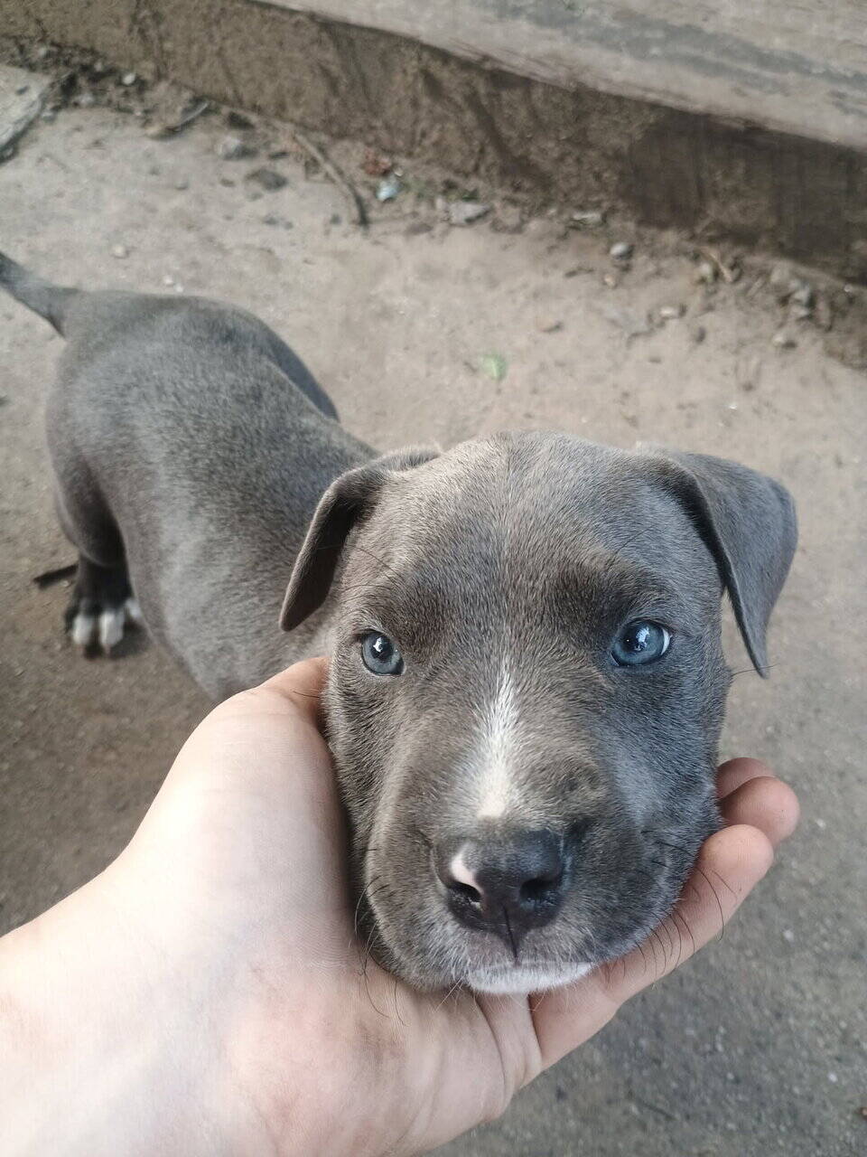 Pitbull puppies for sale image 2