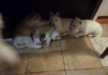 Husky puppies for sale
