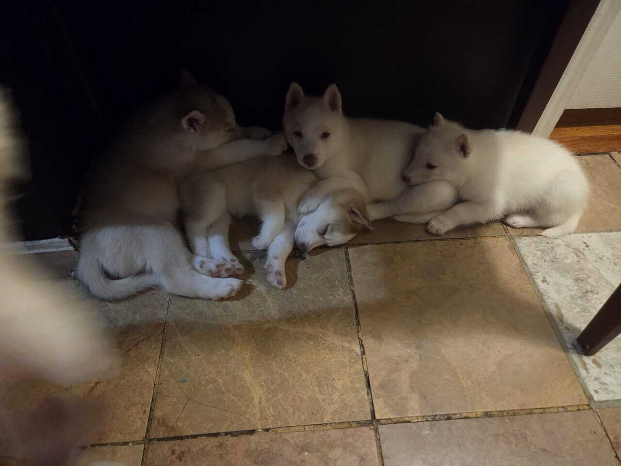 Husky puppies for sale image 1