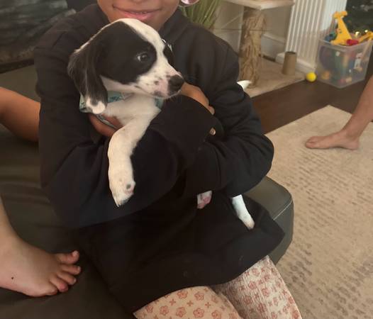 Sweet 4-Month-Old Puppy Looking for a Loving Home image 1