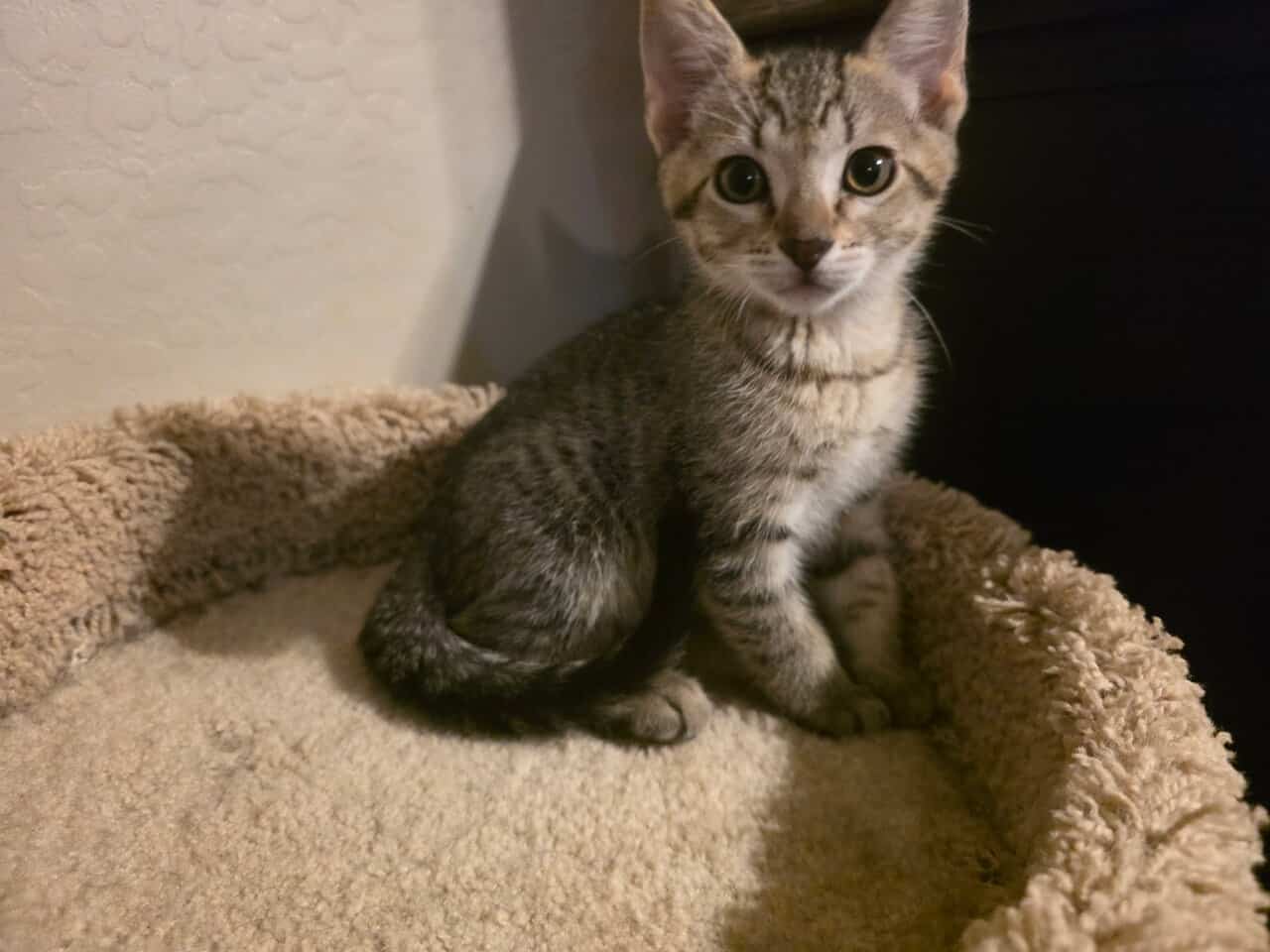 Kittens to good home image 3