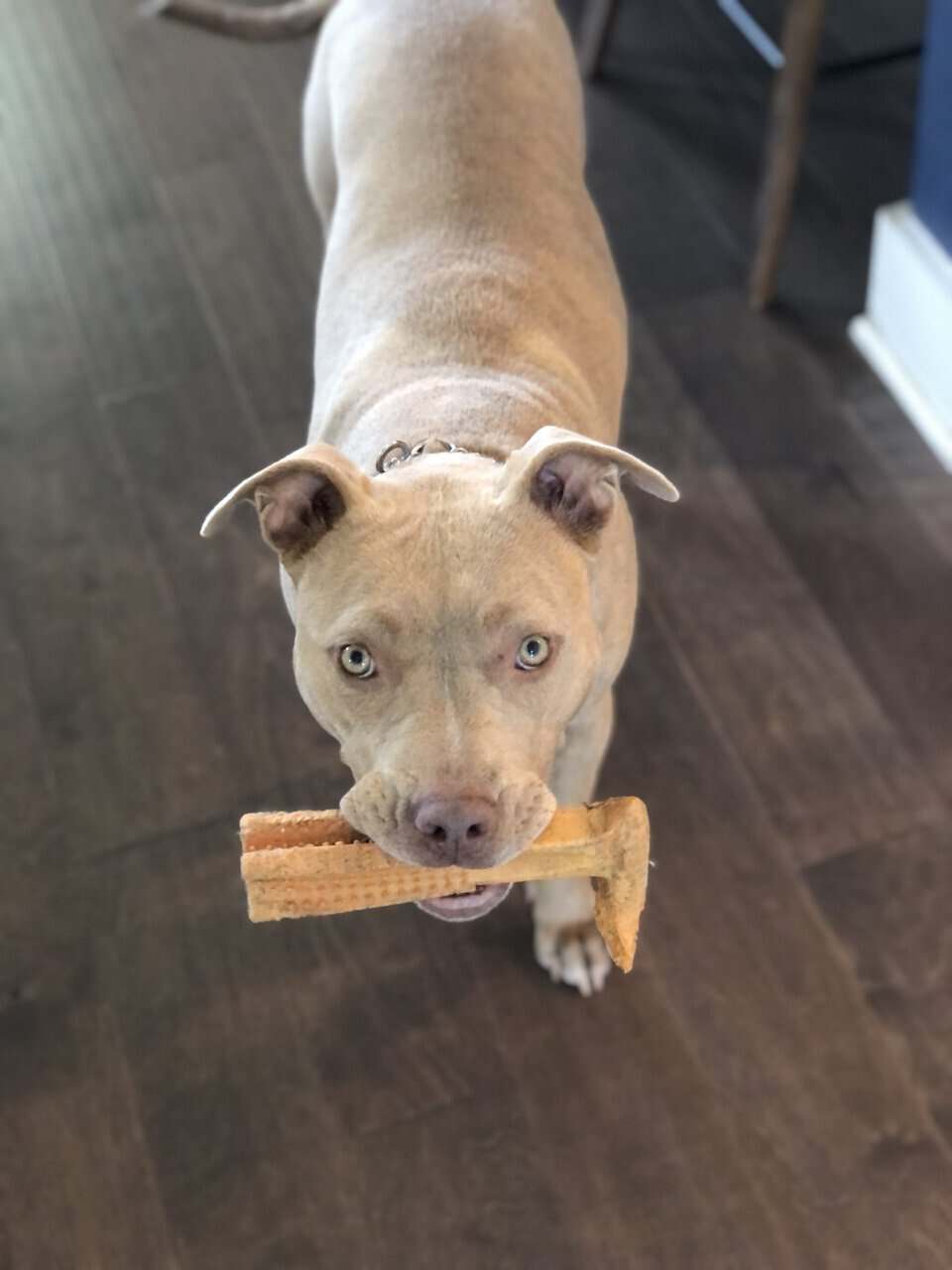 Great dog to an even better home image 3