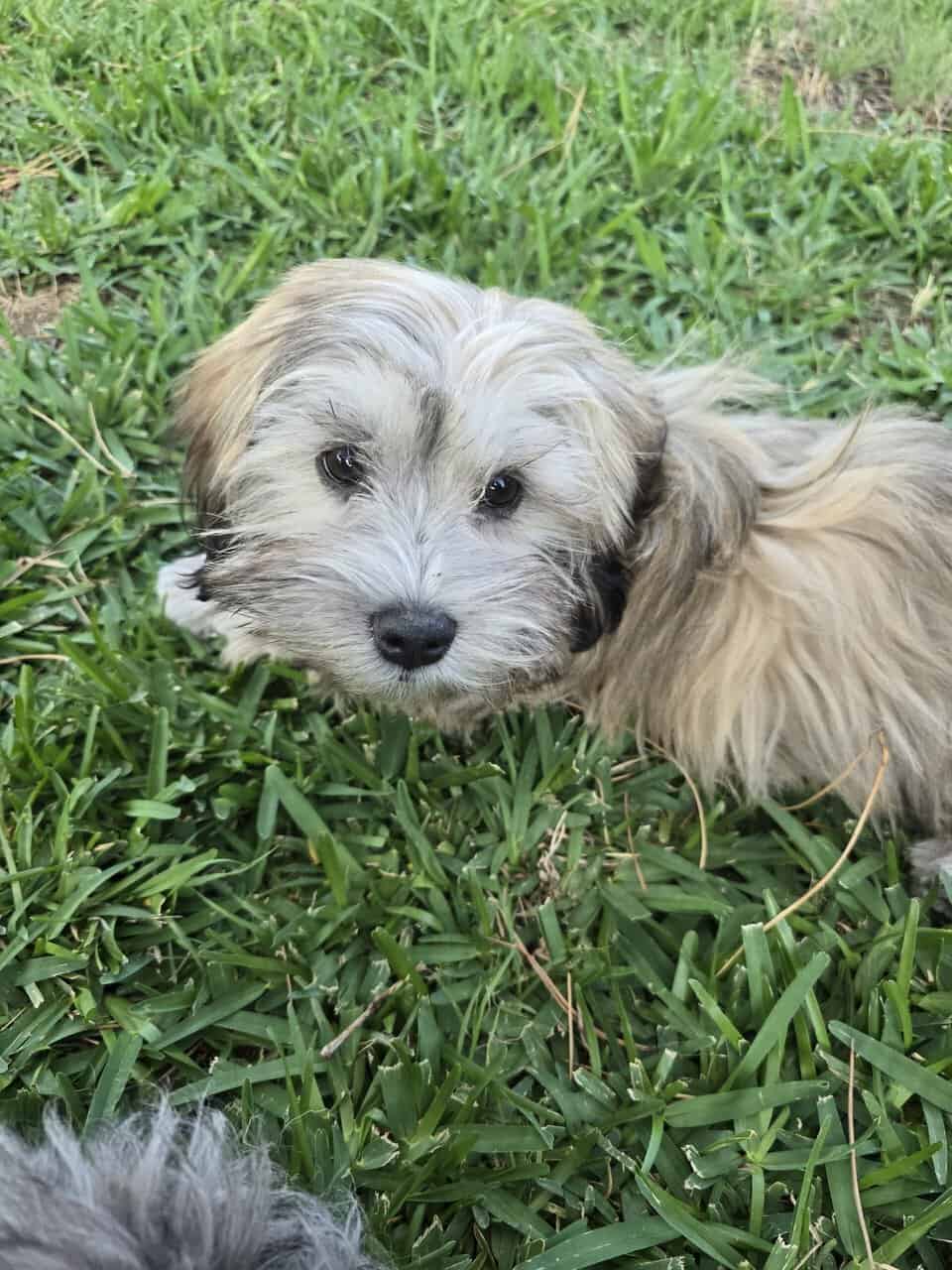 Available Puppies image 2