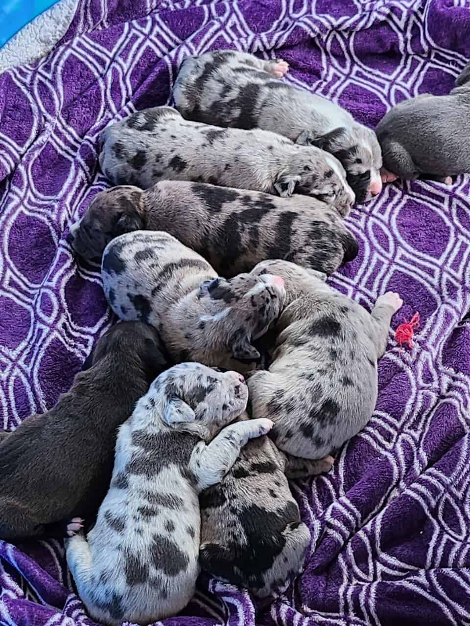 Pitbull puppies image 1