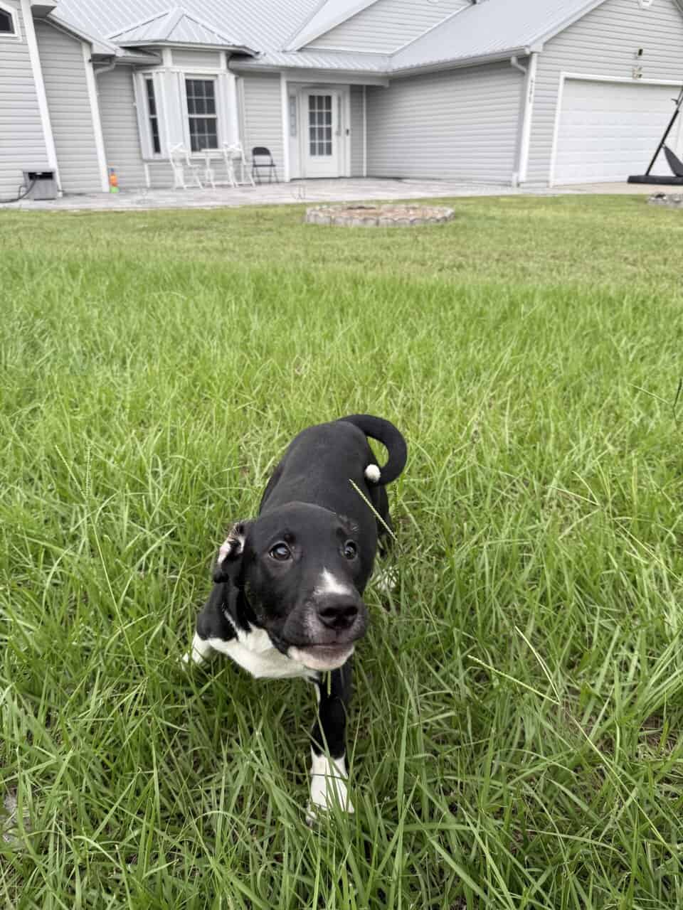 Cane corso/ Pitbul mix puppy image 3