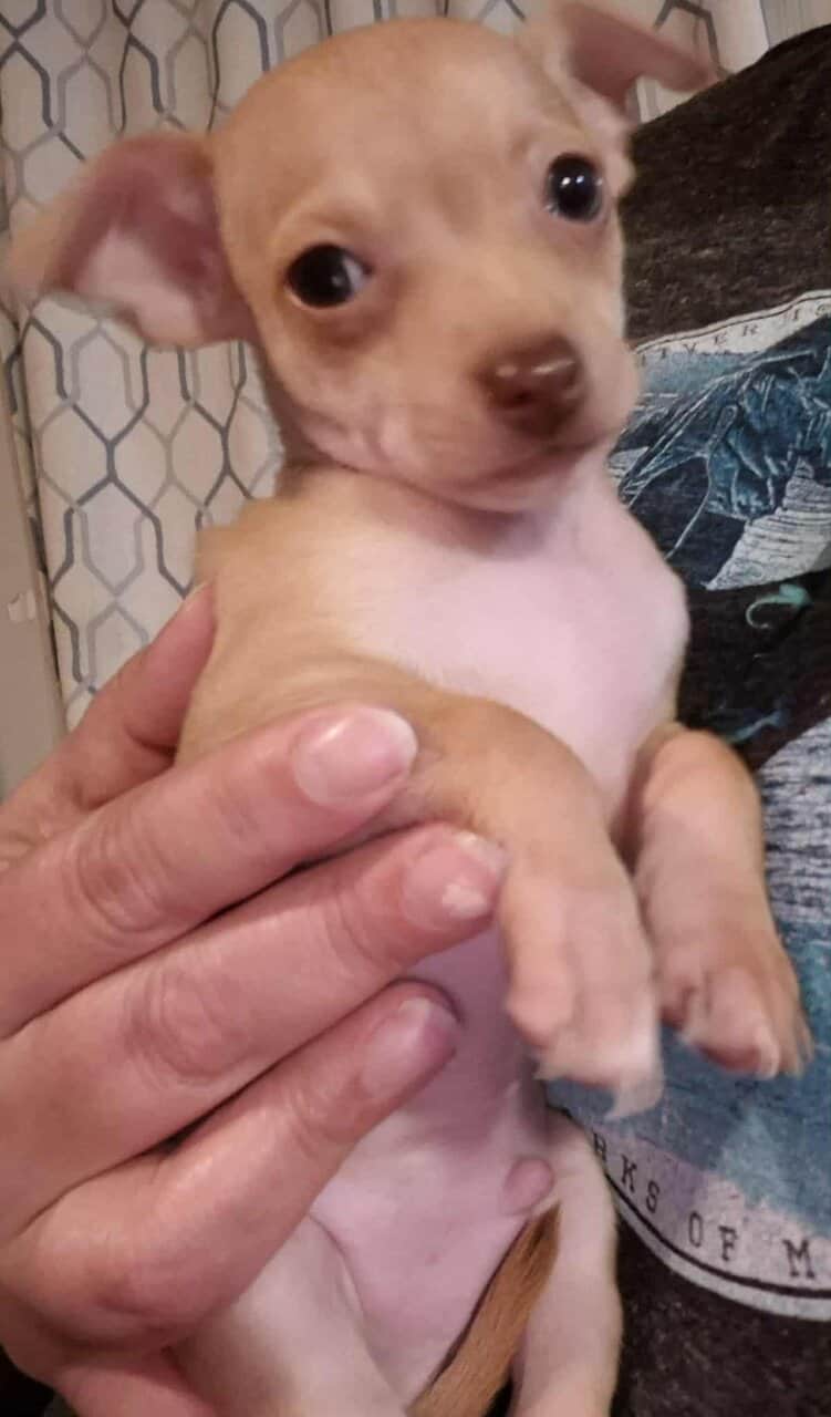 Rehoming Chihuahua Puppies image 6