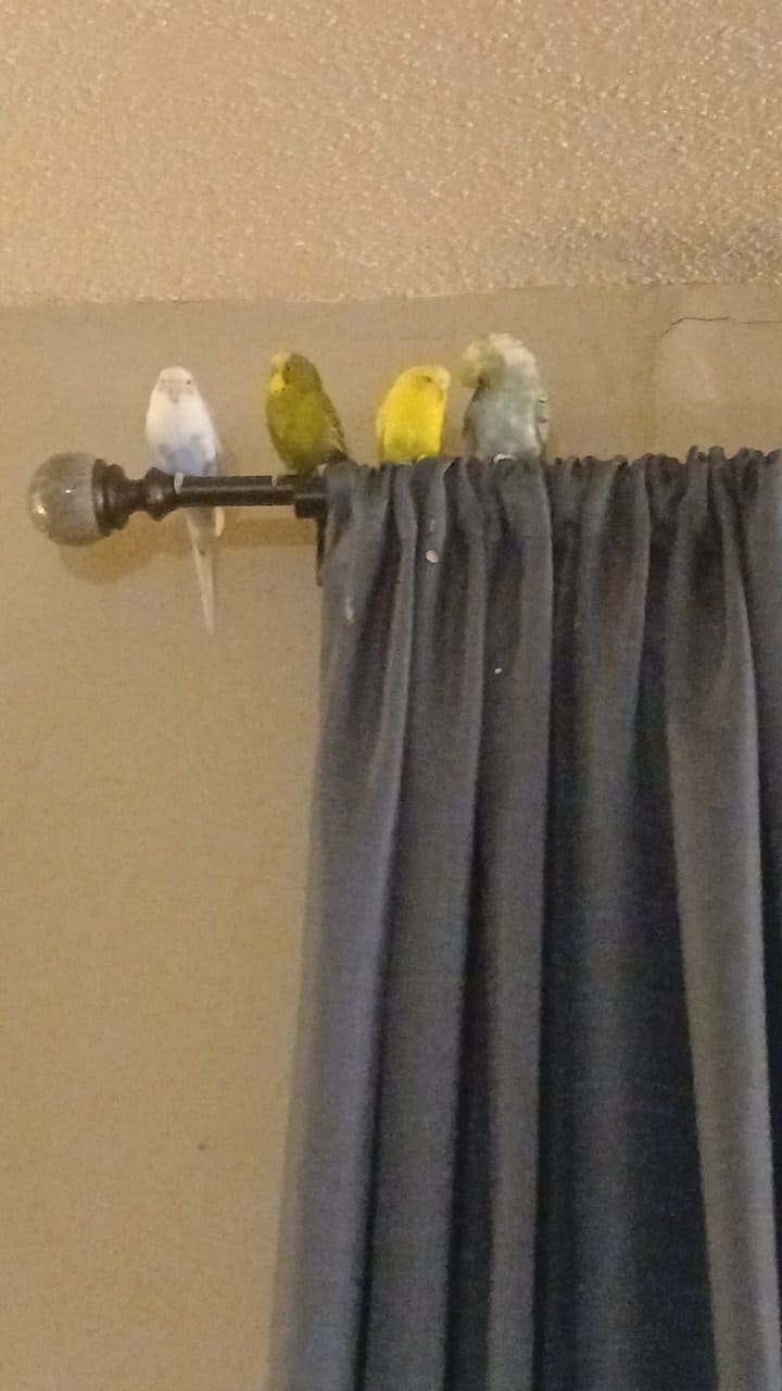 Parakeets with all cage supplies included image 4