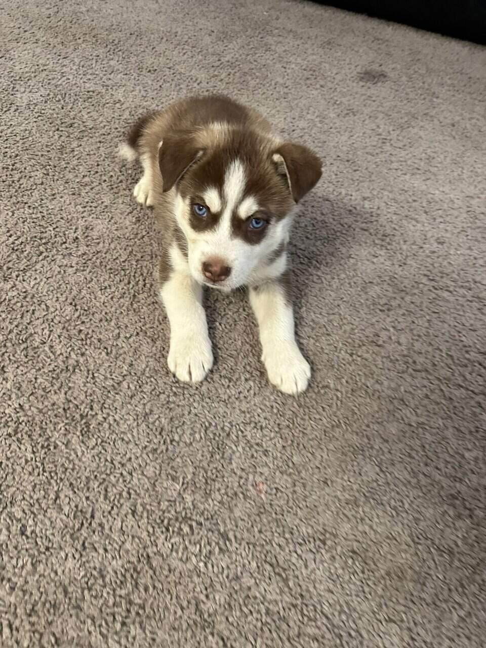 Husky puppies image 3