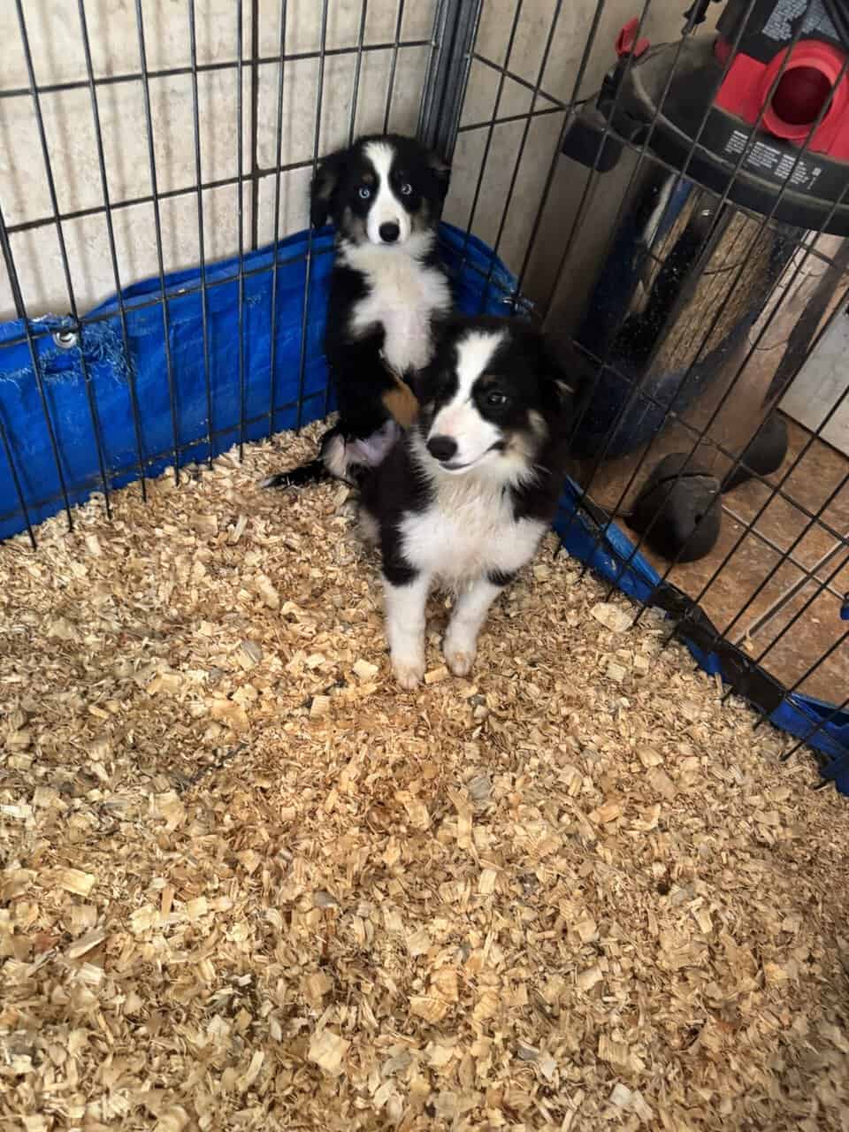 Miniature Australian Shepherd Puppies image 4