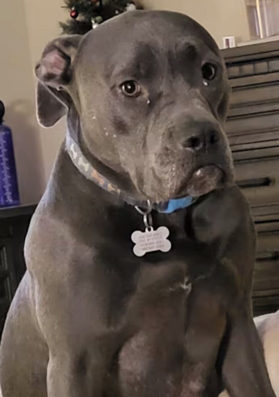 Meet Cash, Your New Best Friend 🐾 image 3