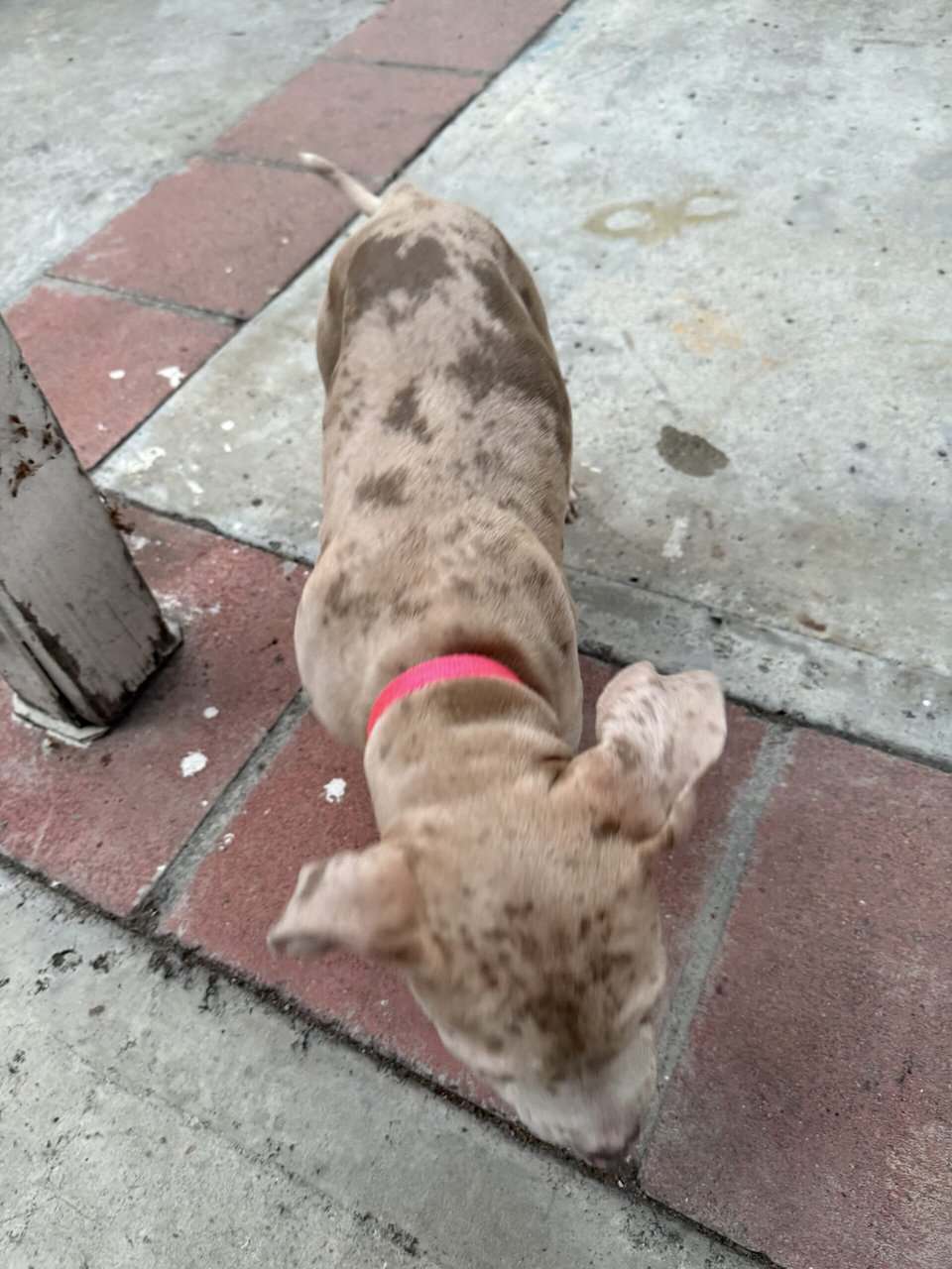 XL American Bully puppy image 4