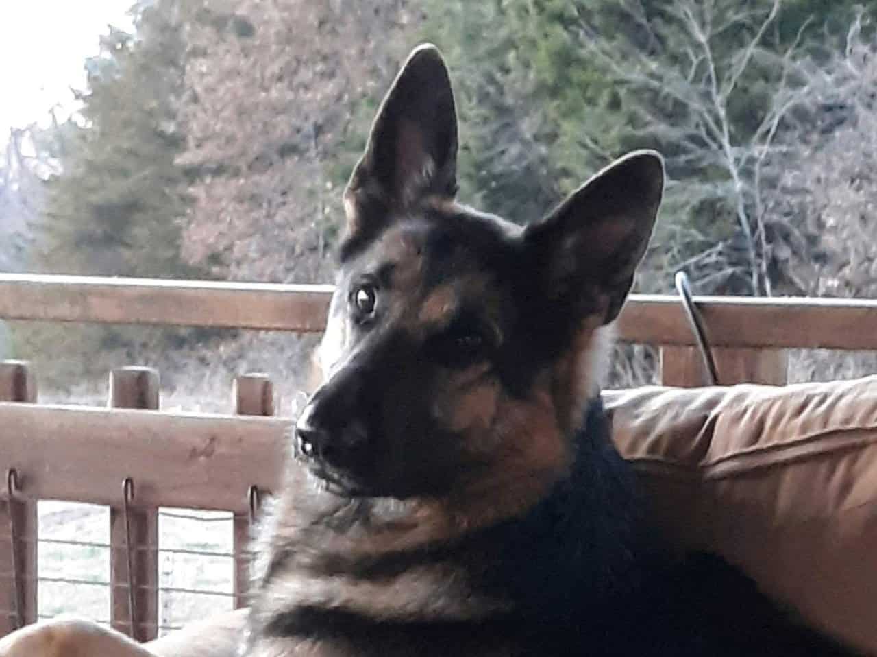 German Shepherd Puppies image 2