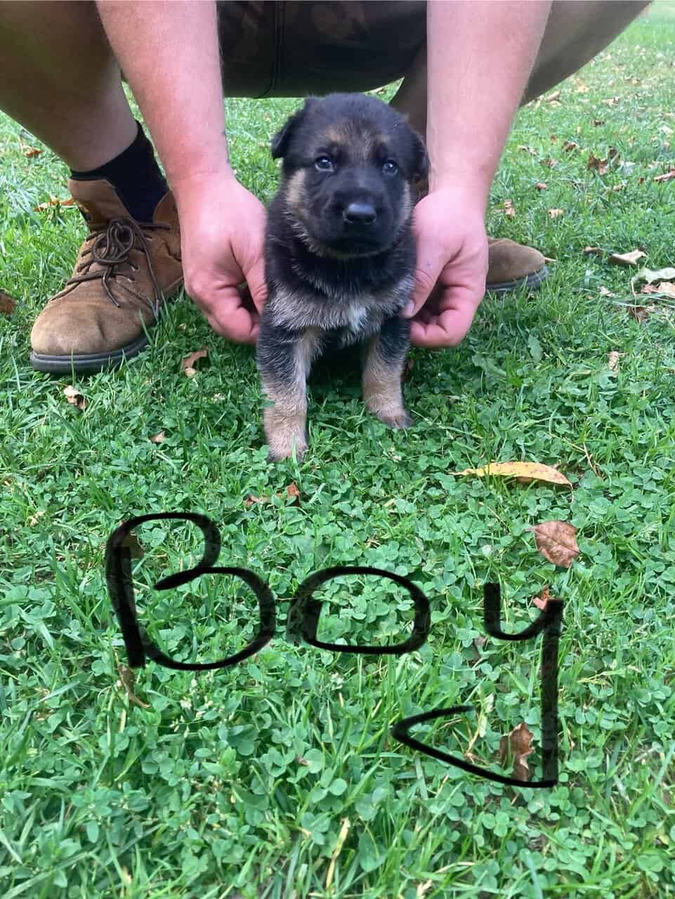 German Shepard puppies image 5