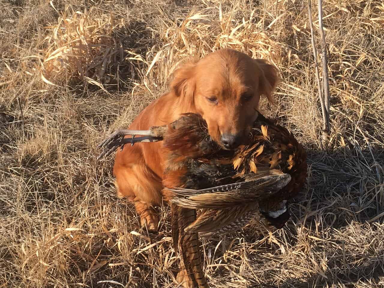 AKC Golden Retriever Pups image 2