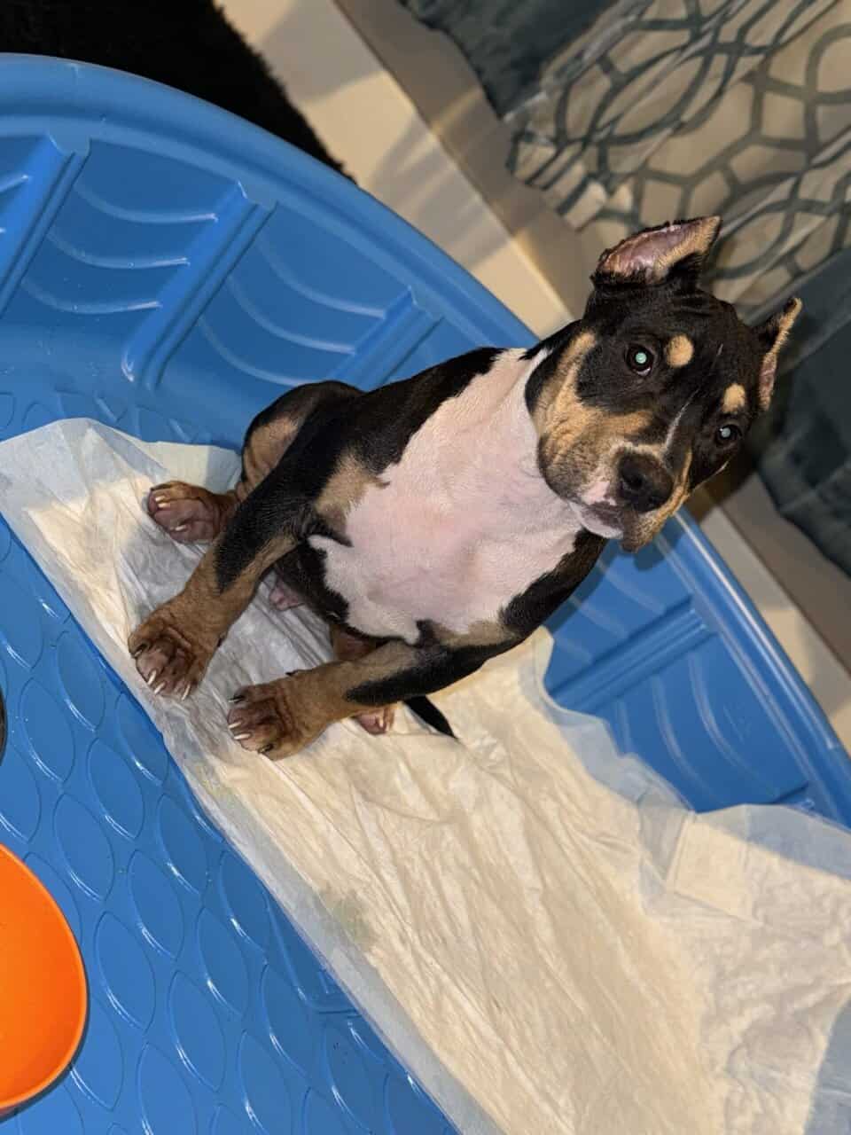 15 Month AKC Registered American Bully (Male) image 3