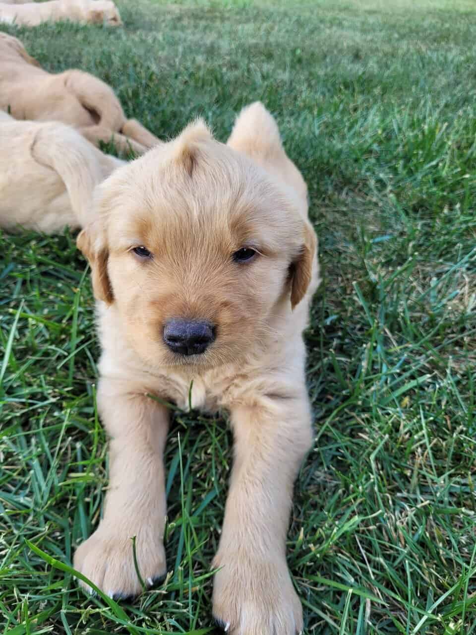 Golden Retriever puppies image 7