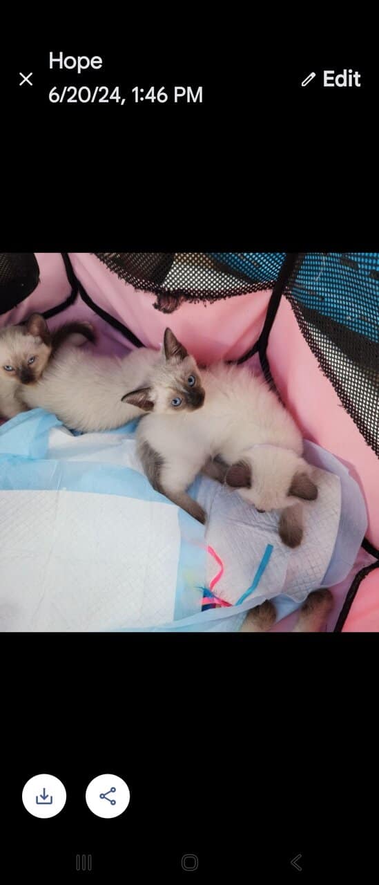 Beautiful Seal Point Siamese kittens image 2