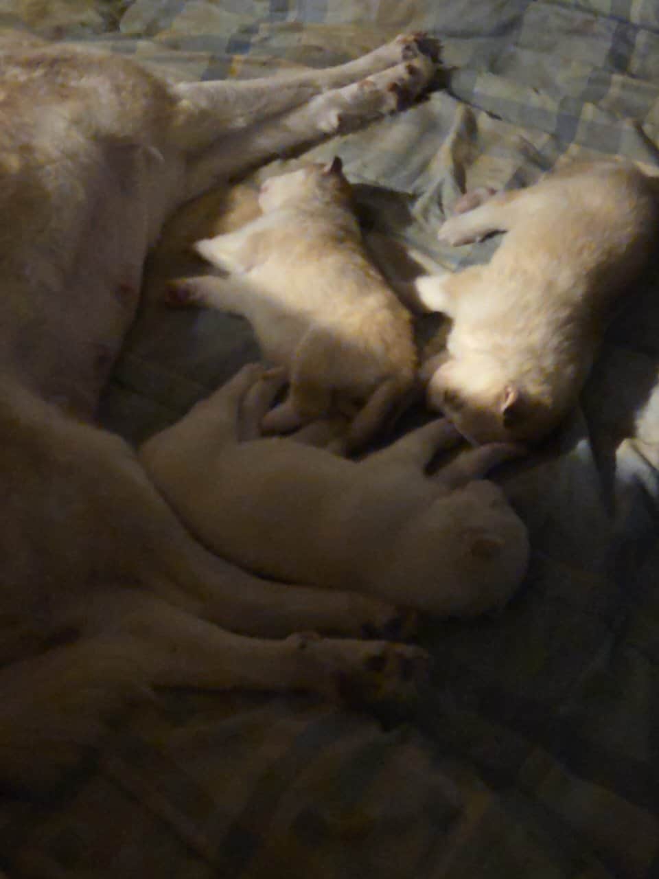 Husky puppies for sale image 7
