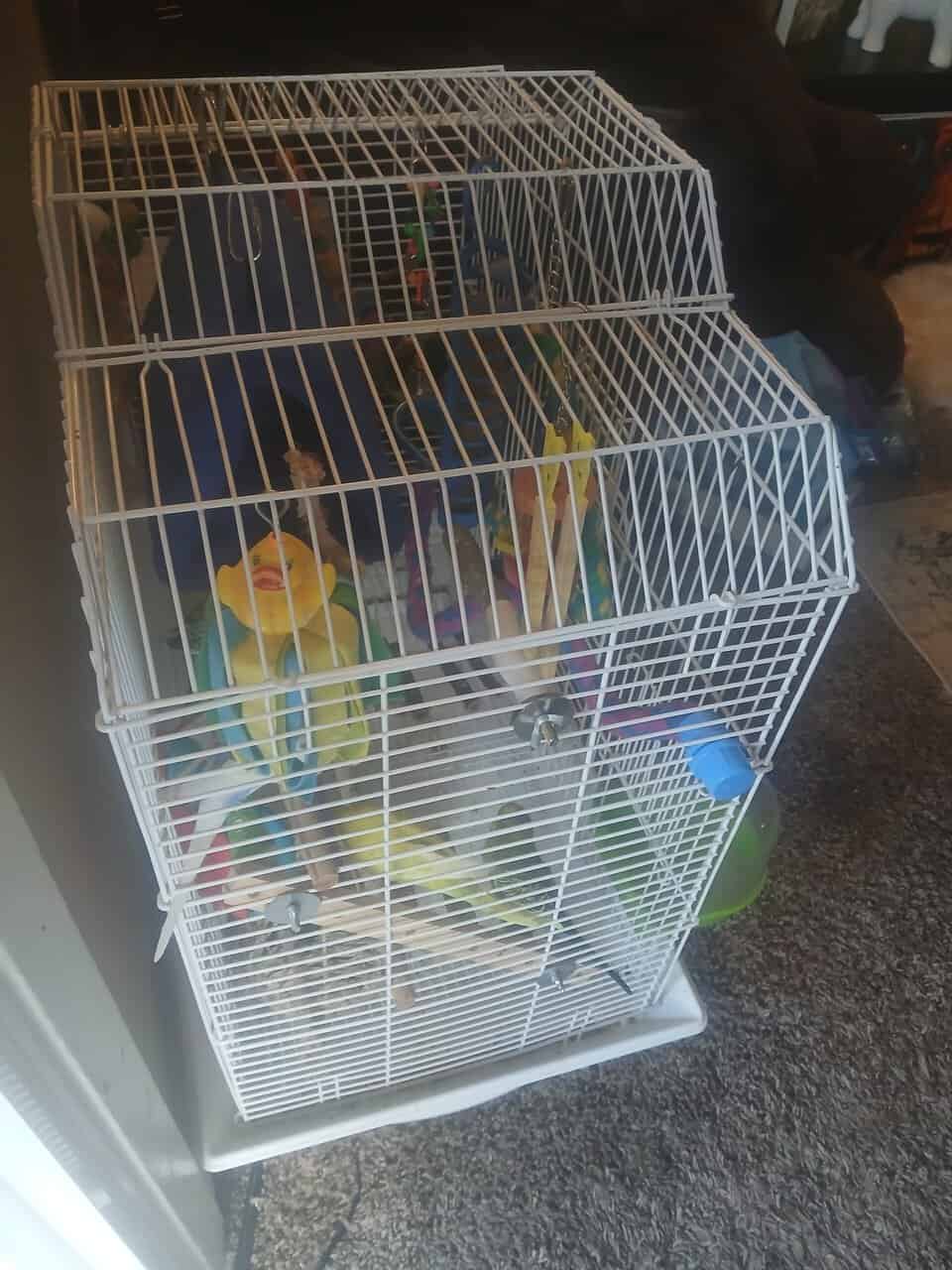 Parakeets with all cage supplies included image 2