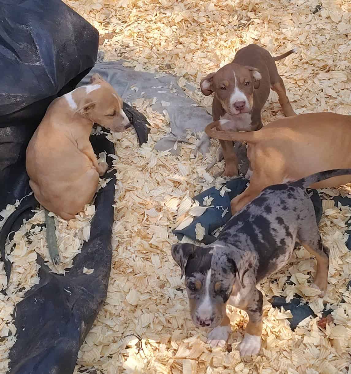 Bully/pit image 3