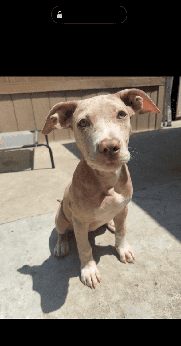 XL American Bully puppy image 1