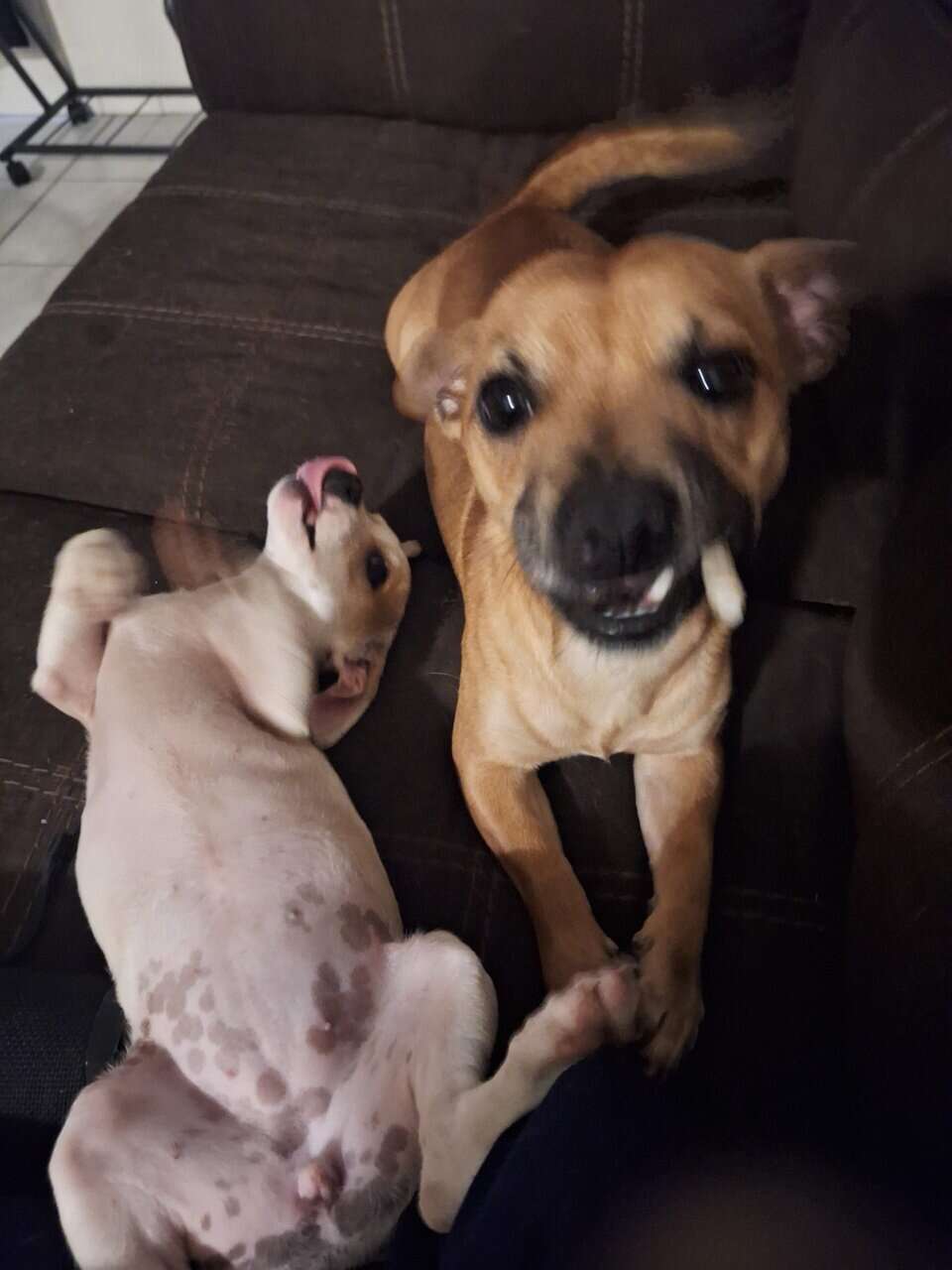 2 Free chiwawa mix image 2