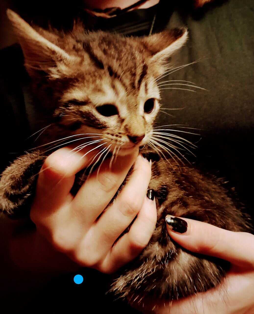 Soft , Sweet kittens for adoption. image 9