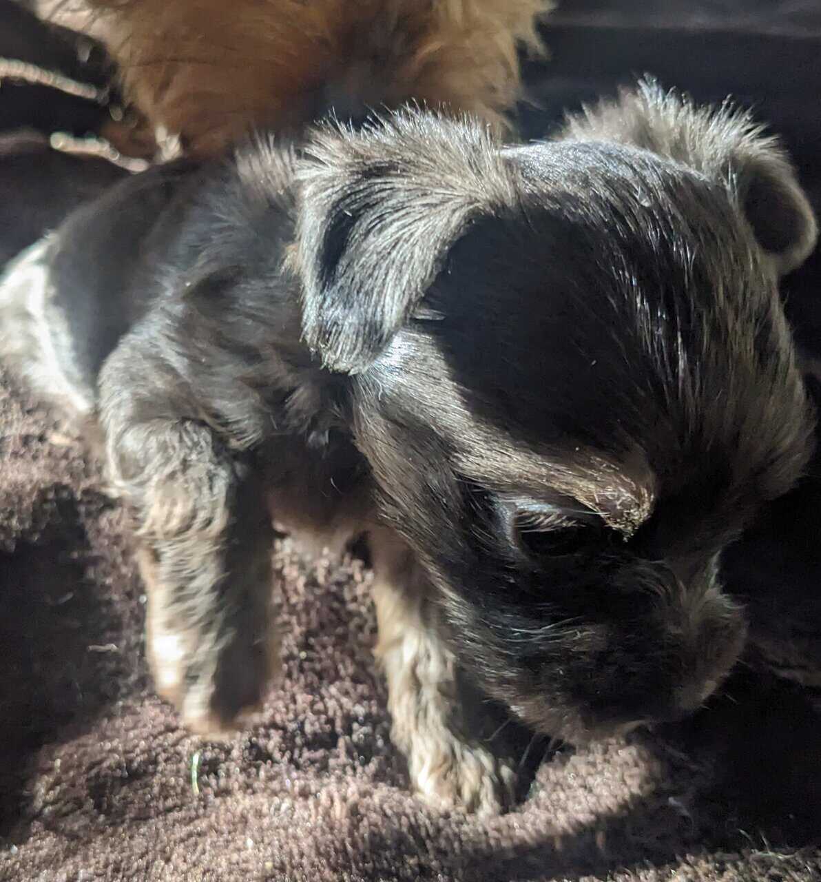 Tiny Teacup Yorkie Puppies image 3
