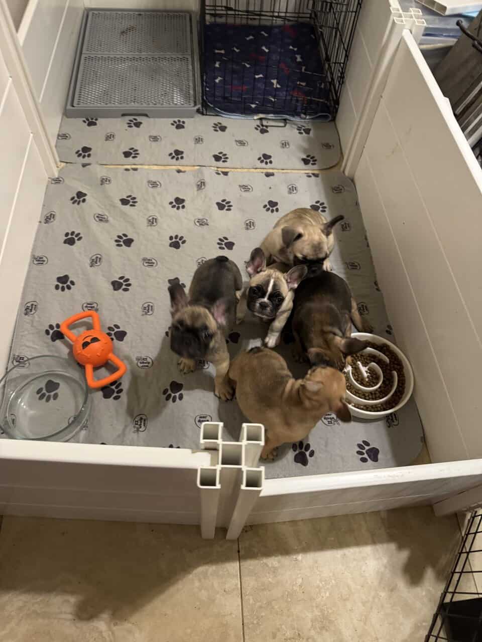French Bulldog puppies image 19