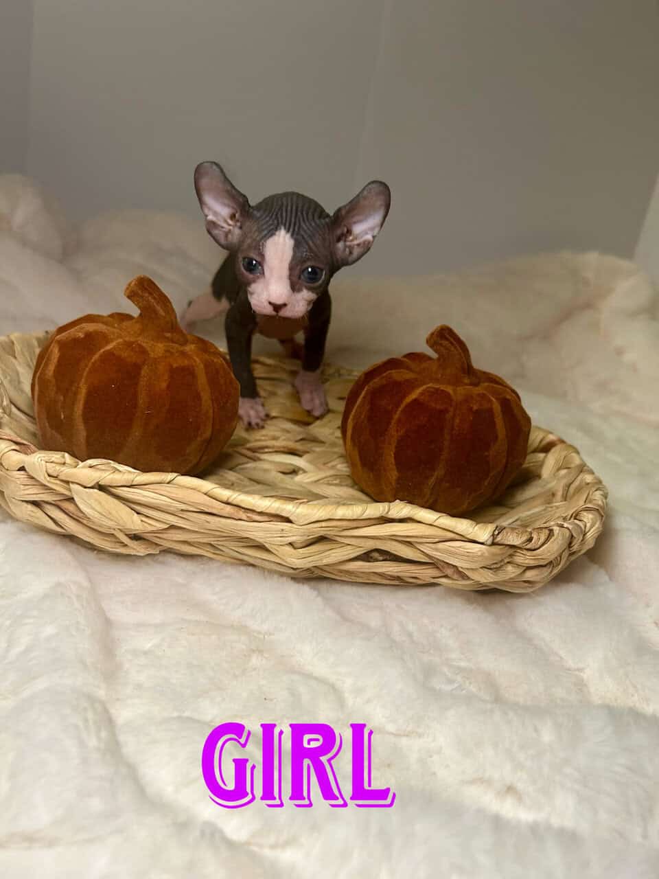 Sphynx Kittens image 7