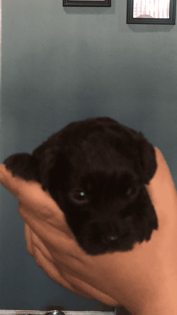 Golden Doodle/Shih Tzu Puppy’s image 5