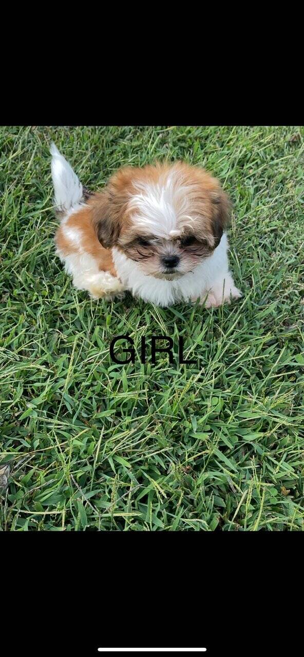Shih tzu boy and girl image 2
