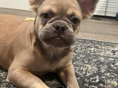 Frenchie French Bulldog Girls