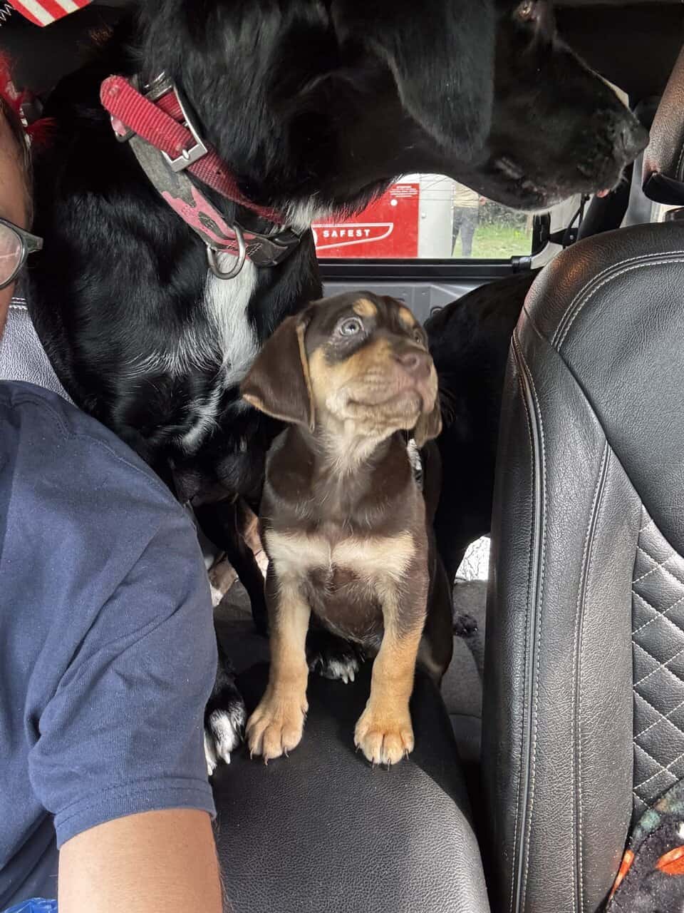 Lab and pit puppies image 8