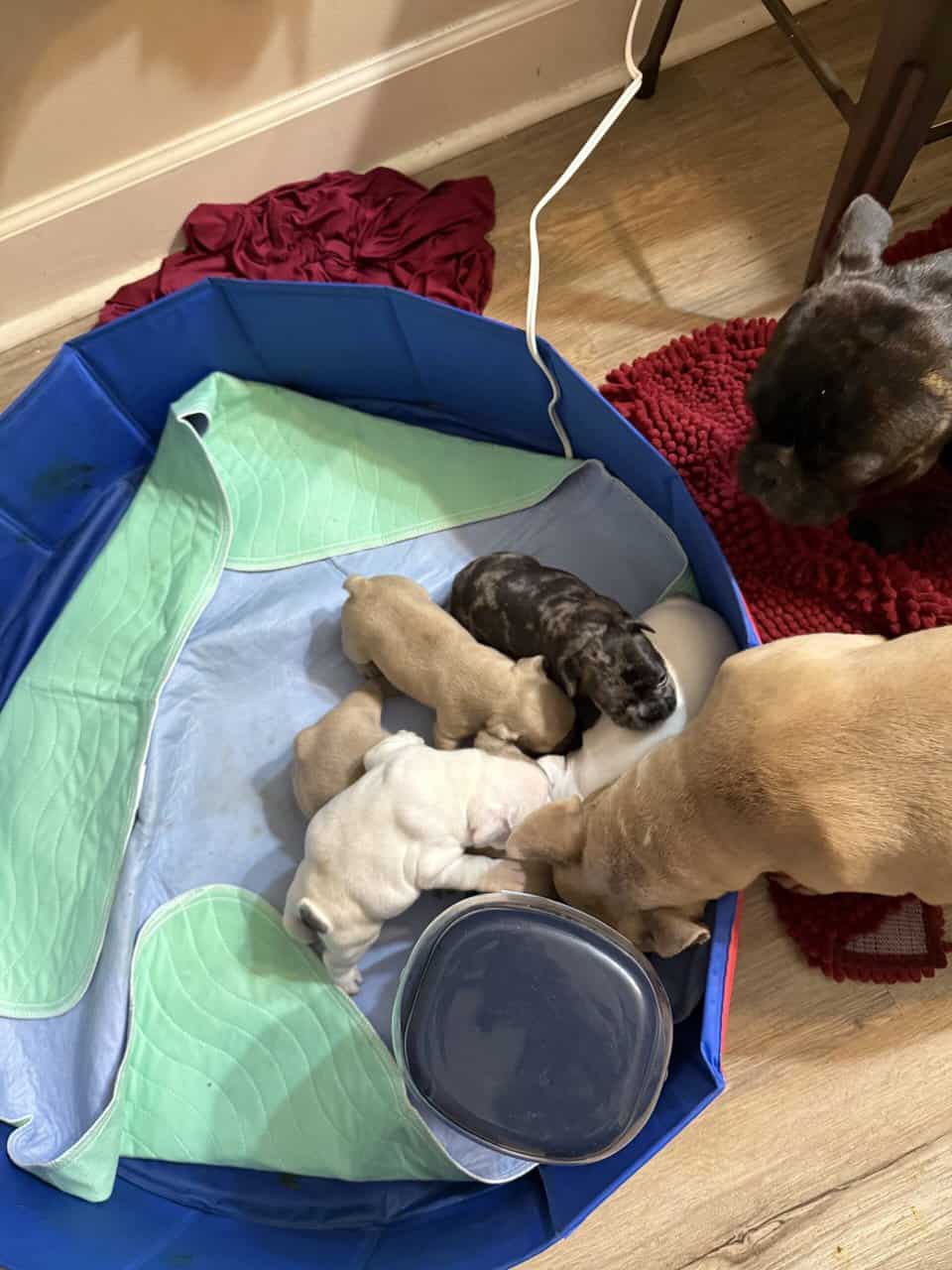 French bulldog babies image 5