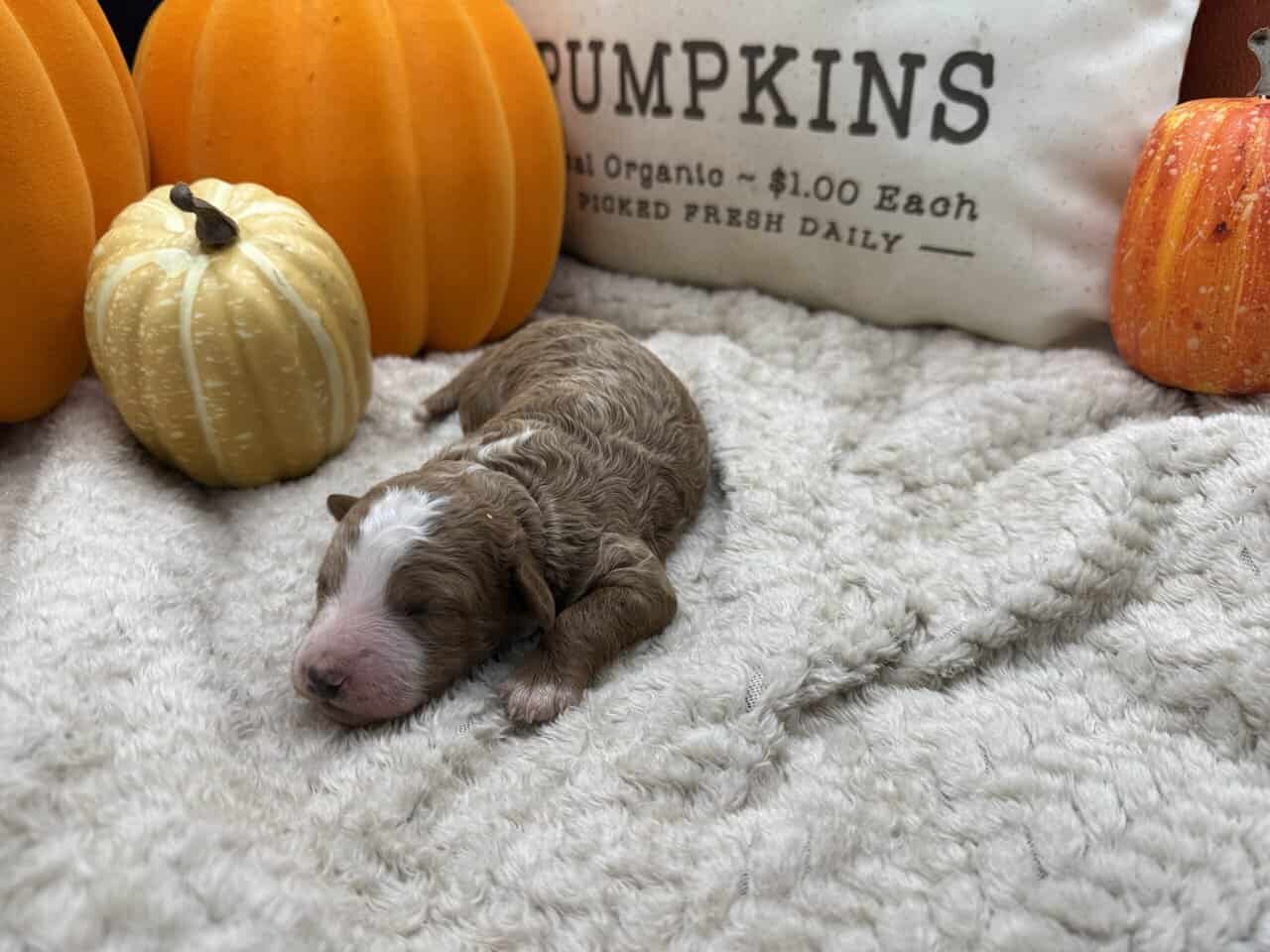 Male F1 B mini Goldendoodle image 1