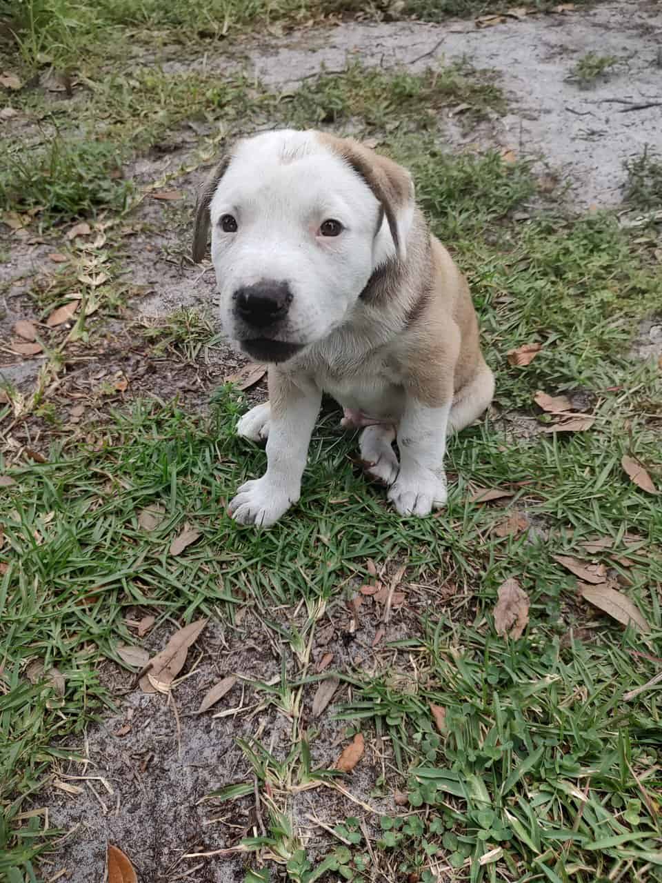 Purdiest PitBullies image 1