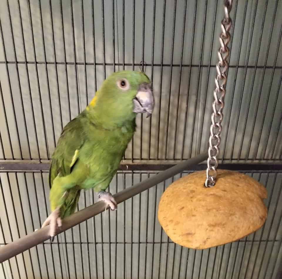 Yellow naped amazon image 1